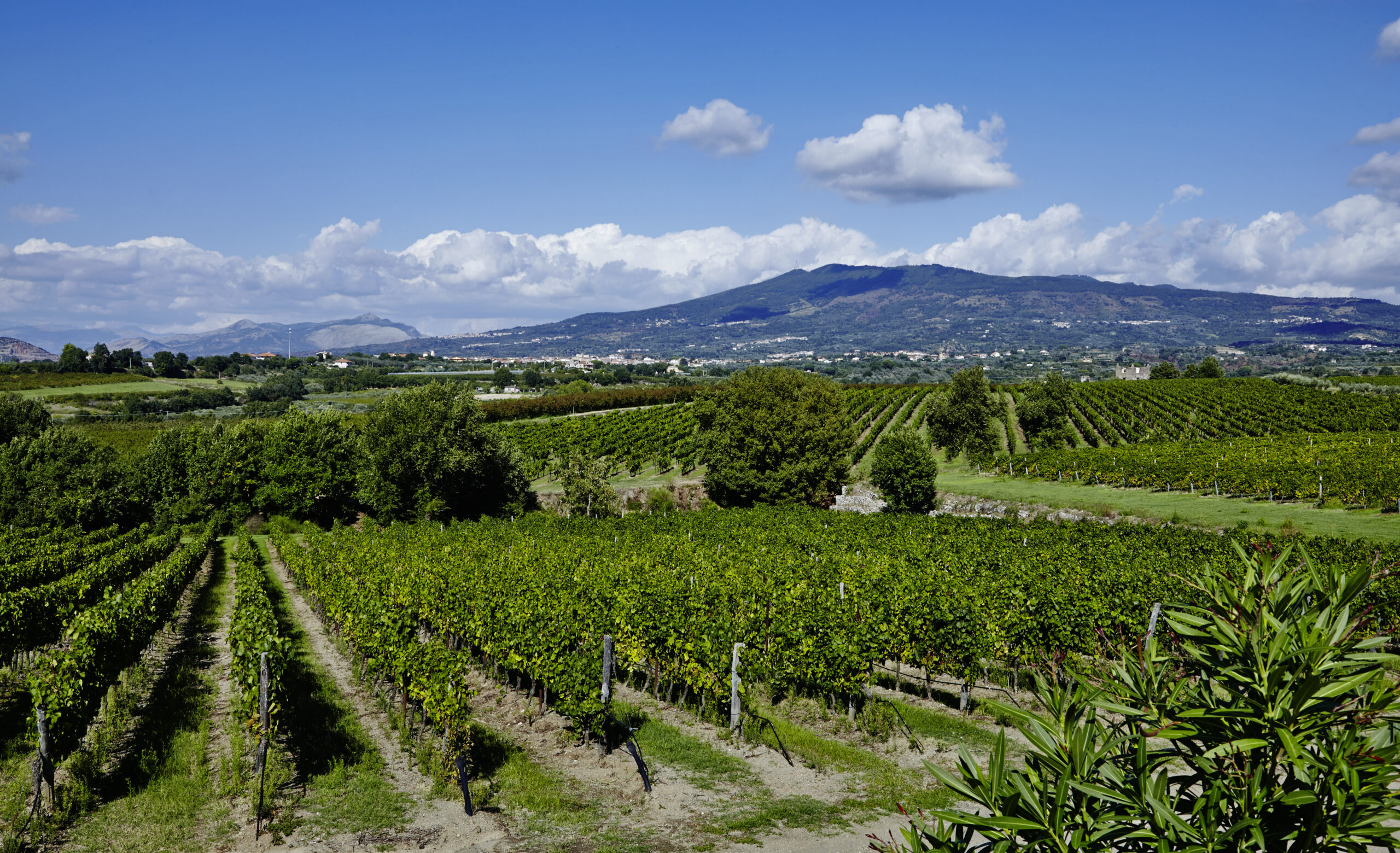 Villa Matilde Avallone Vinibuoni D Italia