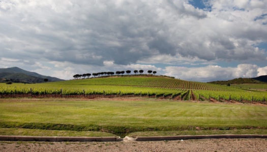 Tre Consorzi di Tutela insieme nella promozione internazionale del vino della Maremma Toscana