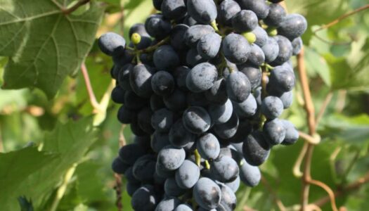 Vitigno Camaiola ora iscritto al Registro nazionale delle varietà di vite da vino