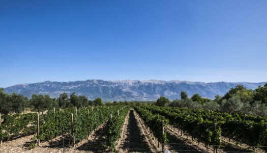 Modello Abruzzo per valorizzare l’identità dei vini   