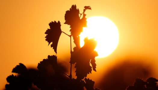 Cambiamento climatico, qualità delle uva e nuovi orientamenti della critica enologica